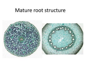 Mature root structure 
 