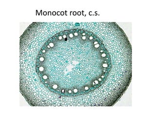 Monocot root, c.s. 
 