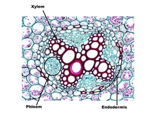 Xylem 
Phloem 
Endodermis 
 
