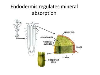 Endodermis regulates mineral 
absorption 
 
