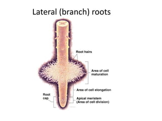 Lateral (branch) roots 
 
