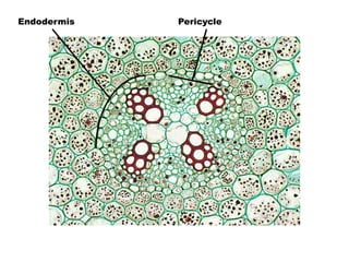 Endodermis Pericycle 
 