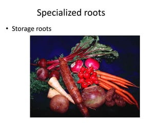 Specialized roots 
• Storage roots 
 