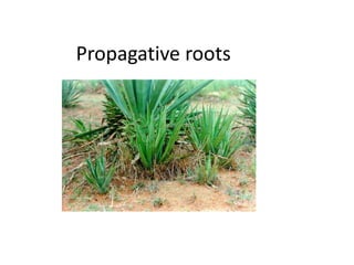 Propagative roots 
 