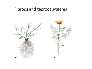 Fibrous and taproot systems 
 