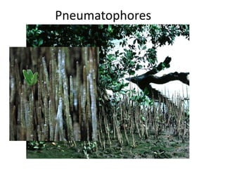 Pneumatophores 
 