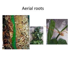 Aerial roots 
 