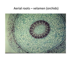 Aerial roots – velamen (orchids) 
 