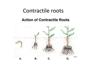 Contractile roots 
 