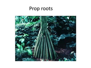 Prop roots 
 