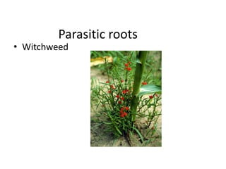 Parasitic roots 
• Witchweed 
 