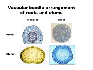 Vascular bundle arrangement 
of roots and stems 
Roots 
Stems 
Monocot Dicot 
 