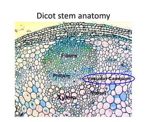 Dicot stem anatomy 
 