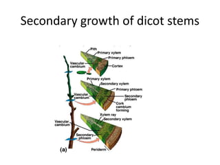 Secondary growth of dicot stems 
 