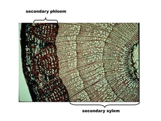 secondary xylem 
secondary phloem 
 