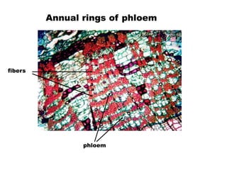 Annual rings of phloem 
phloem 
fibers 
 