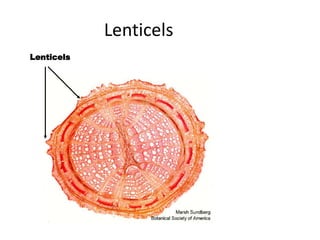 Lenticels 
Lenticels 
 