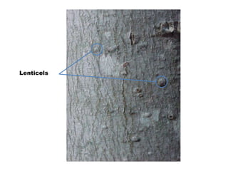 Lenticels 
 