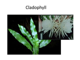 Cladophyll 
 