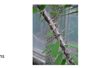 Thorns 
 