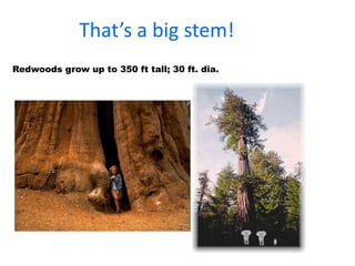 That’s a big stem! 
Redwoods grow up to 350 ft tall; 30 ft. dia. 
 
