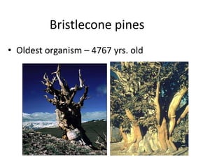 Bristlecone pines 
• Oldest organism – 4767 yrs. old 
