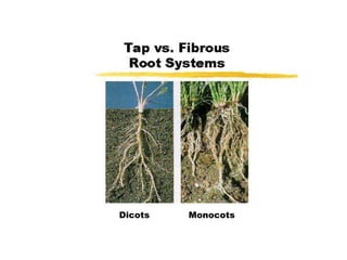 Dicots Monocots 
 