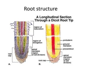 Root structure 
 