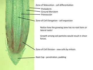 Zone of Maturation - cell differentiation 
Protoderm 
Ground Meristem 
Provascular 
Zone of Cell Elongation - cell expansion 
Notice how the growing zone has no root hairs or 
lateral roots! 
Growth among soil particles would result in shear 
forces. 
Zone of Cell Division - new cells by mitosis 
Root Cap - penetration, padding 
 
