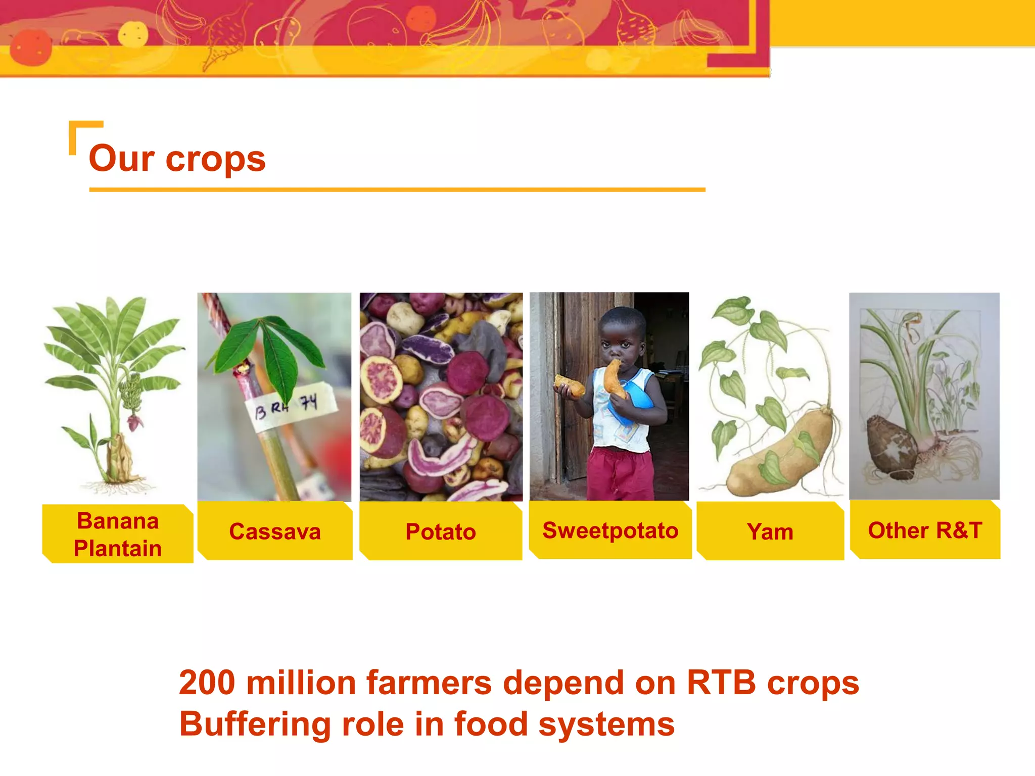 Banana
Plantain
Cassava Potato Sweetpotato Yam Other R&T
Our crops
200 million farmers depend on RTB crops
Buffering role in food systems
 