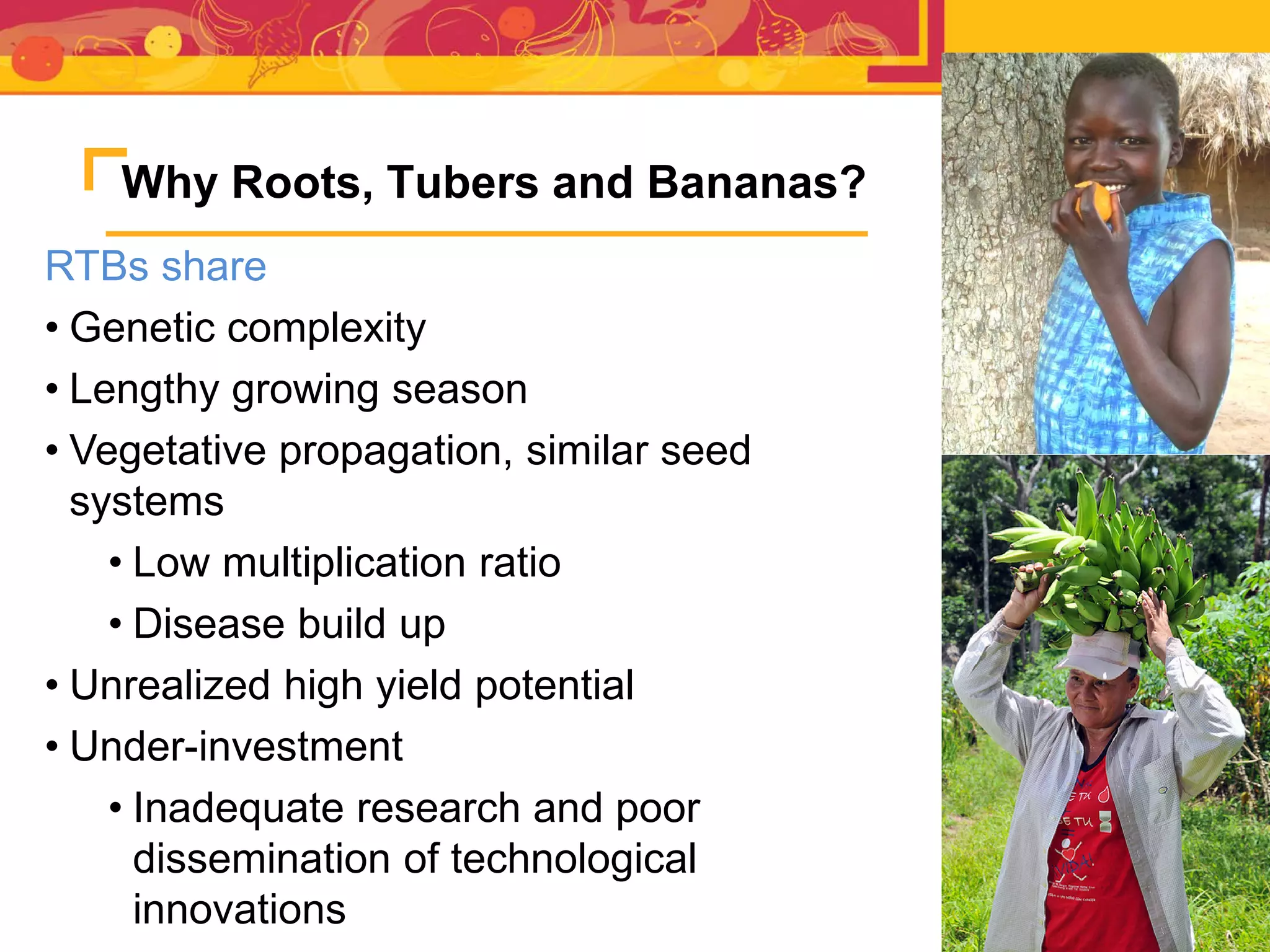 RTBs share
• Genetic complexity
• Lengthy growing season
• Vegetative propagation, similar seed
systems
• Low multiplication ratio
• Disease build up
• Unrealized high yield potential
• Under-investment
• Inadequate research and poor
dissemination of technological
innovations
Why Roots, Tubers and Bananas?
 