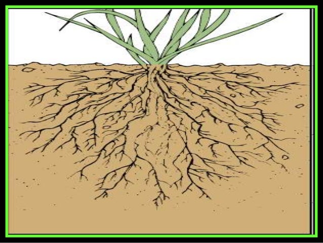 Roots and Water, Plants Biology Lesson PowerPoint