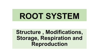 ROOT SYSTEM
Structure , Modifications,
Storage, Respiration and
Reproduction
 