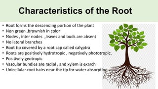 Roots System | PPTX