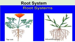 Roots System | PPTX