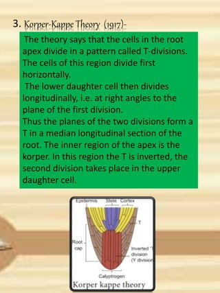 3. Korper-Kappe Theory (1917)-
The theory says that the cells in the root
apex divide in a pattern called T-divisions.
The cells of this region divide first
horizontally.
The lower daughter cell then divides
longitudinally, i.e. at right angles to the
plane of the first division.
Thus the planes of the two divisions form a
T in a median longitudinal section of the
root. The inner region of the apex is the
korper. In this region the T is inverted, the
second division takes place in the upper
daughter cell.
 