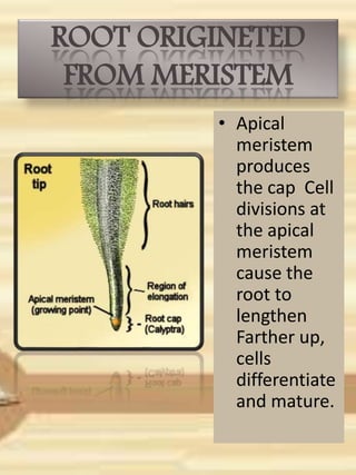 ROOT ORIGINETED
FROM MERISTEM
• Apical
meristem
produces
the cap Cell
divisions at
the apical
meristem
cause the
root to
lengthen
Farther up,
cells
differentiate
and mature.
 