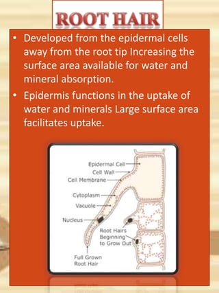 • Developed from the epidermal cells
away from the root tip Increasing the
surface area available for water and
mineral absorption.
• Epidermis functions in the uptake of
water and minerals Large surface area
facilitates uptake.
 