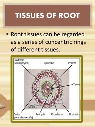 TISSUES OF ROOT
• Root tissues can be regarded
as a series of concentric rings
of different tissues.
 