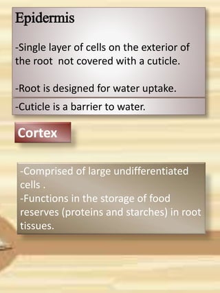 Epidermis
-Single layer of cells on the exterior of
the root not covered with a cuticle.
-Root is designed for water uptake.
-Cuticle is a barrier to water.
-Comprised of large undifferentiated
cells .
-Functions in the storage of food
reserves (proteins and starches) in root
tissues.
Cortex
 