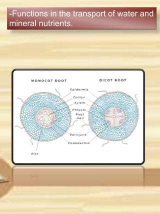 -Functions in the transport of water and
mineral nutrients.
 