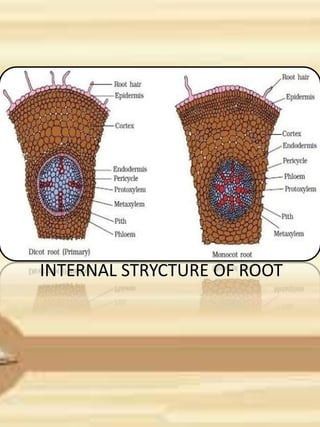 INTERNAL STRYCTURE OF ROOT
 