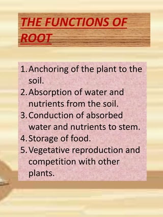THE FUNCTIONS OF
ROOT
1.Anchoring of the plant to the
soil.
2.Absorption of water and
nutrients from the soil.
3.Conduction of absorbed
water and nutrients to stem.
4.Storage of food.
5.Vegetative reproduction and
competition with other
plants.
 