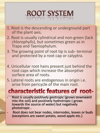 1. Root is the descending or underground part
of the plant axis.
2. Root is usually cylindrical and non-green (lack
chlorophylls), but sometimes green as in
Trapa and Taeniophylum.
3. The growing point of root tip is sub- terminal
and protected by a root cap or calyptra.
4. Unicellular root hairs present just behind the
root caps which increase the absorptive
surface area of roots.
5. Lateral roots are endogenous in origin i.e.
arise from pericycle of the main root.
- Root is usually positively geotropic (grows downward
into the soil) and positively hydrotropic ( grows
towards the source of water) but negatively
phototropic .
- Root does not bear nodes, internodes, leaves or buds
(exceptions are sweet potato, wood apple etc.)
 