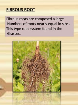 FIBROUS ROOT
Fibrous roots are composed a large
Numbers of roots nearly equal in size .
This type root system found in the
Grasses.
 