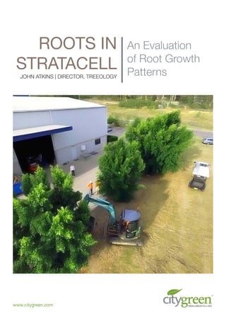 ROOTS IN
STRATACELL
An Evaluation
of Root Growth
PatternsJOHN ATKINS | DIRECTOR, TREEOLOGY
In December 2015, two Hills Weeping Figs
(Ficus microcarpa var. ‘Hillii’) were excavated
to evaluate the root growth patterns in Citygreen’s
Stratacell systems. This report documents the
patterns of root growth and states key findings
on the Stratacell system.
www.citygreen.com
 