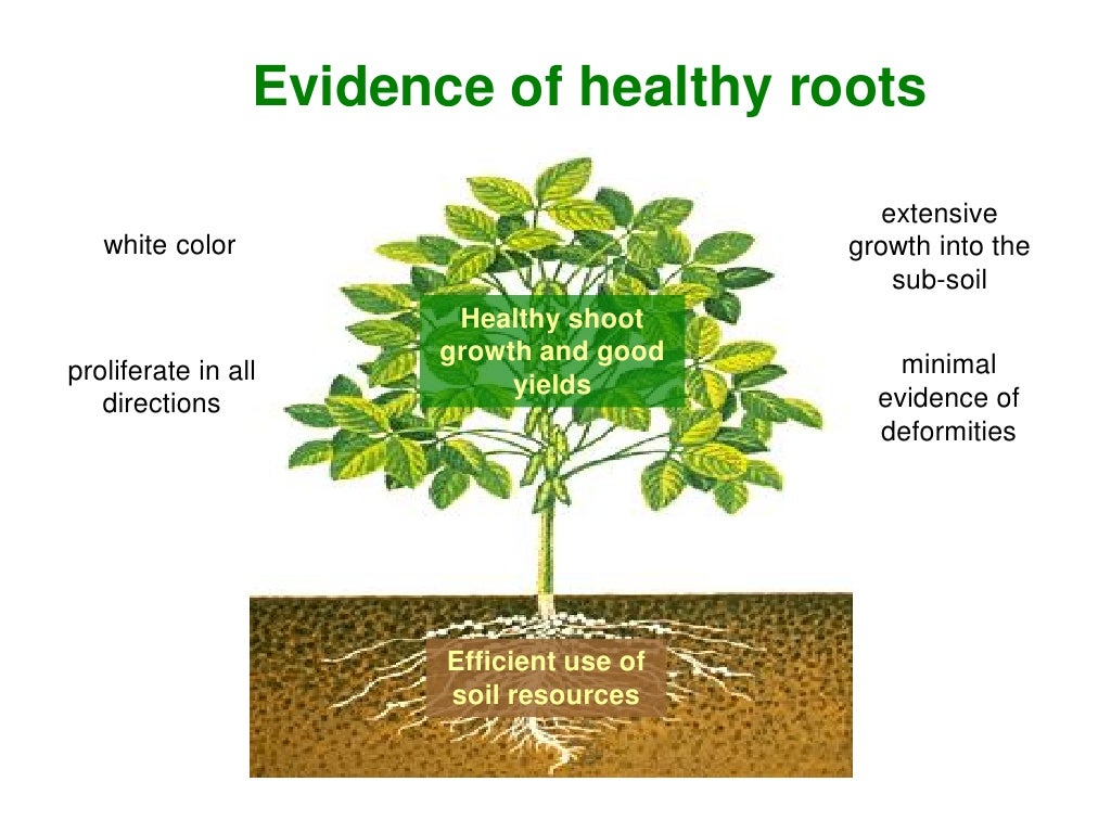 Evidence of healthy roots extensive