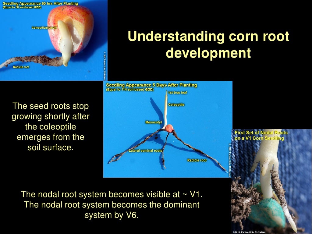 Understanding corn root development The