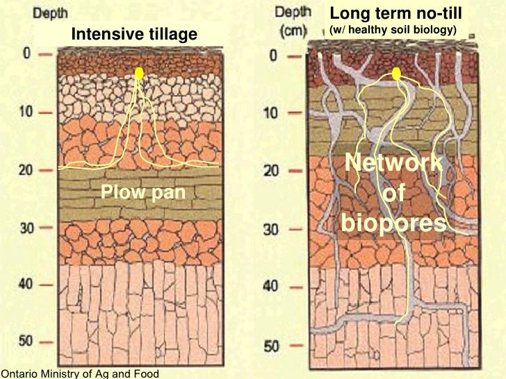 Watermelon root system exhumed from