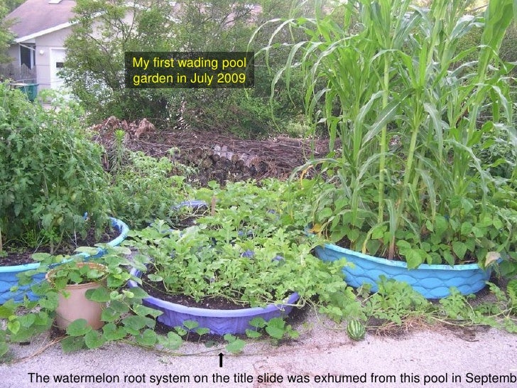 Watermelon root system exhumed from